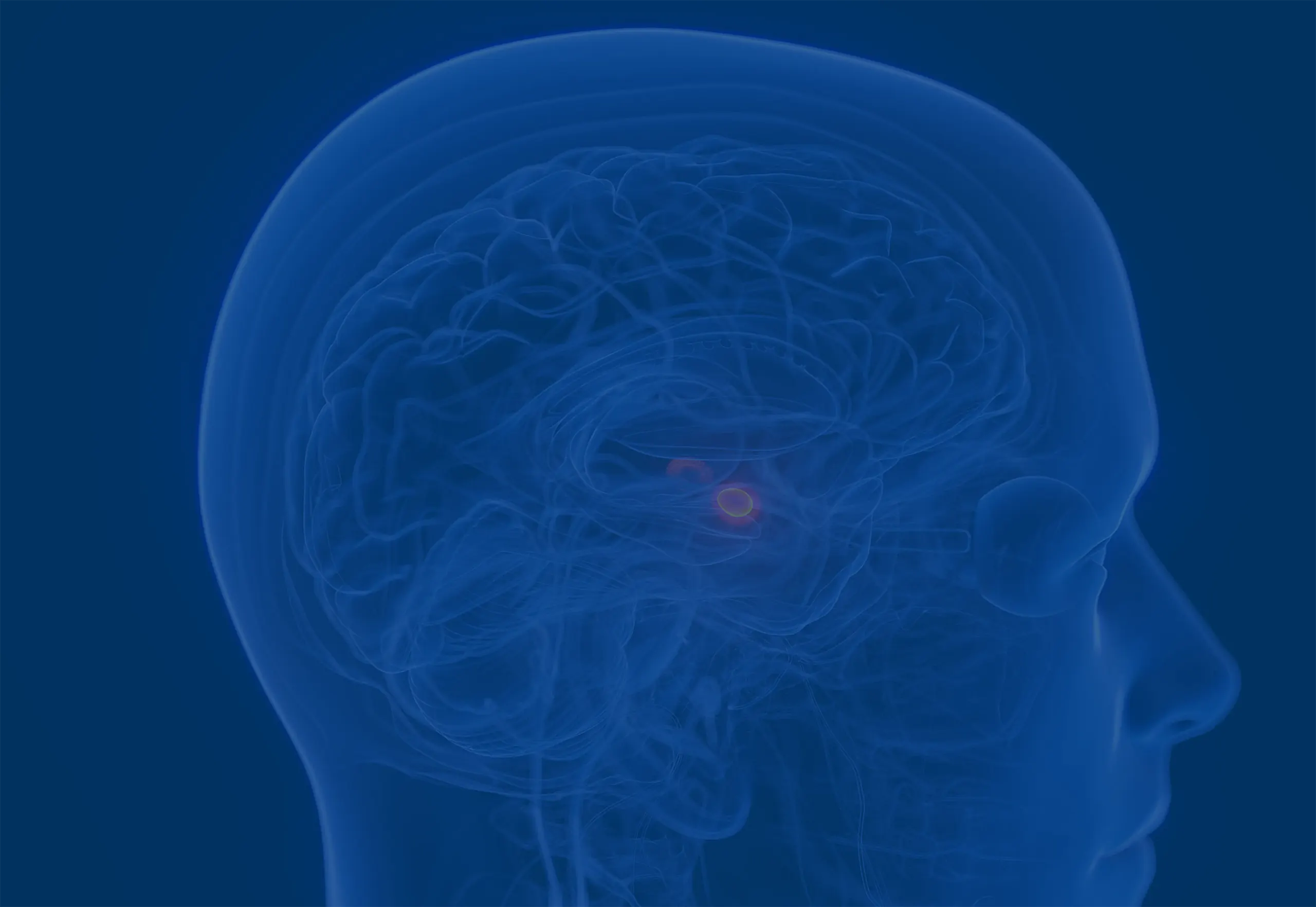 Human brain backgroung